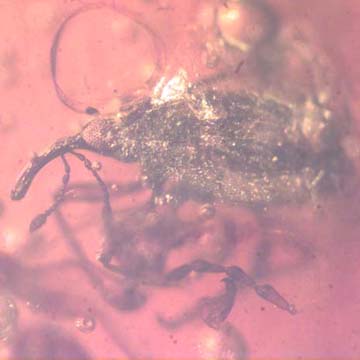 Rare Weevil In Dominican Amber Rare Weevil In Dominican Amber
