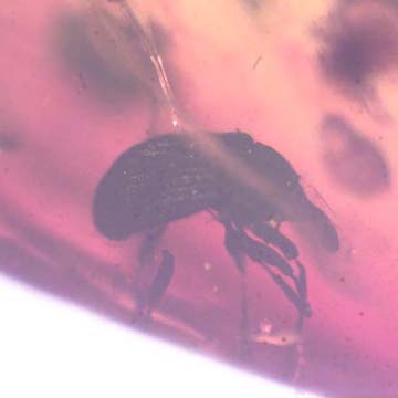 Rare Weevil In Dominican Amber Rare Weevil In Dominican Amber