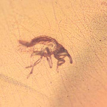Rare Weevil In Dominican Amber Rare Weevil In Dominican Amber