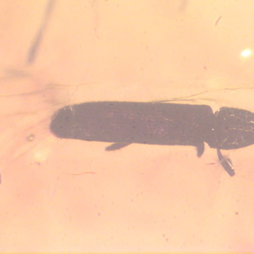 Rare Weevil In Dominican Amber Rare Weevil In Dominican Amber