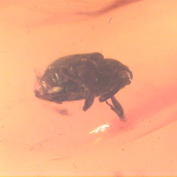 Rare Weevil In Dominican Amber Rare Weevil In Dominican Amber
