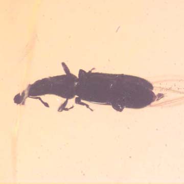 Rare Weevil In Dominican Amber Rare Weevil In Dominican Amber