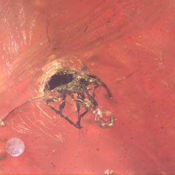 Rare Weevil In Dominican Amber Rare Weevil In Dominican Amber