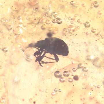 Rare Weevil In Dominican Amber