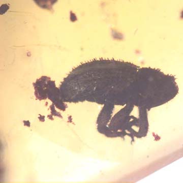 Rare Weevil In Dominican Amber Rare Weevil In Dominican Amber