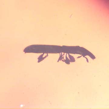 Rare Weevil In Dominican Amber