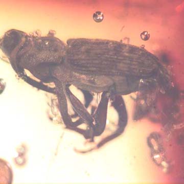 Rare Weevil In Dominican Amber Rare Weevil In Dominican Amber