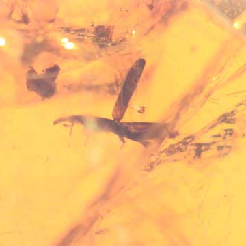 Rare Weevil In Dominican Amber Rare Weevil In Dominican Amber