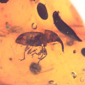 Rare Weevil In Dominican Amber Rare Weevil In Dominican Amber