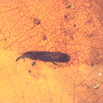Rare Weevil In Dominican Amber Rare Weevil In Dominican Amber