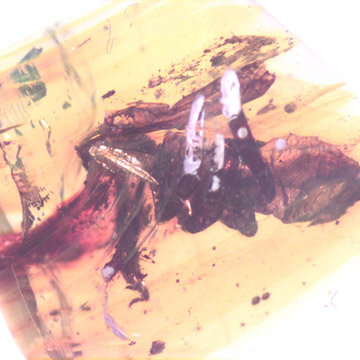 Rare Well Preserved Bug In Dominican Amber Rare Well Preserved Bug In Dominican Amber