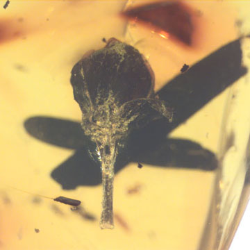 Rare Well Preserved Flower Bud In Dominican Amber Rare Well Preserved Flower Bud In Dominican Amber