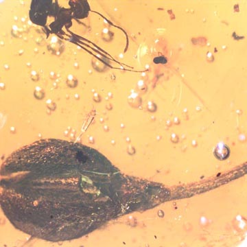 Rare Gnat Bug, Bud, Three Elongate Springtail And Worker Ant In Dominican Amber Rare Gnat Bug, Bud, Three Elongate Springtail And Worker Ant In Dominican Amber