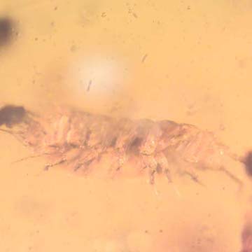 Rare Isopod And Worker Ant In Dominican Amber Rare Isopod And Worker Ant In Dominican Amber
