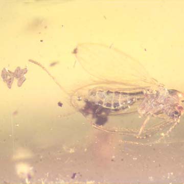 Rare Moth Fly With Six Eggs And Worker Ant In Dominican Amber Rare Moth Fly With Six Eggs And Worker Ant In Dominican Amber