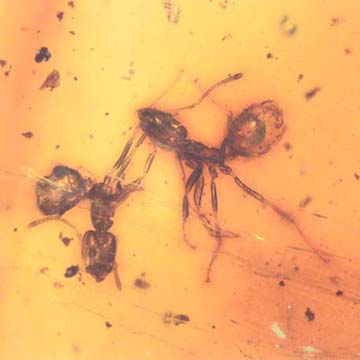 Rare Worker Ant Biting A Leg Of Another Worker Ant In Dominican Amber Rare Worker Ant Biting A Leg Of Another Worker Ant In Dominican Amber
