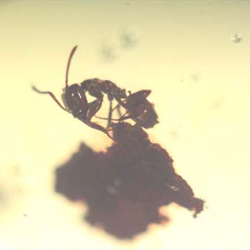 Rare Worker Ant Riding On A Botanical In Dominican Amber Rare Worker Ant Riding On A Botanical In Dominican Amber