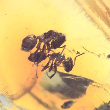 Rare Worker Ant Riding On Another Worker Ant In Dominican Amber Rare Worker Ant Riding On Another Worker Ant In Dominican Amber