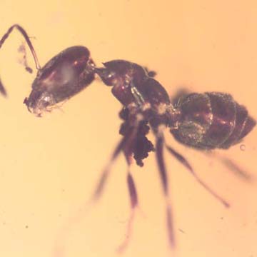 Rare Worker Ant With Mite On Its Mouth In Dominican Amber Rare Worker Ant With Mite On Its Mouth In Dominican Amber