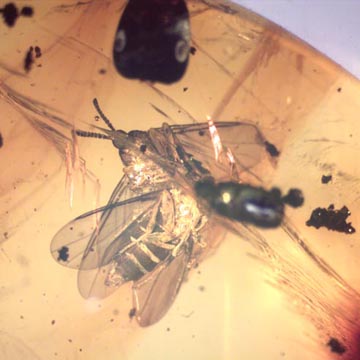 Rare Two Groups Of Fighting Worker Ant In Dominican Amber Rare Two Groups Of Fighting Worker Ant In Dominican Amber