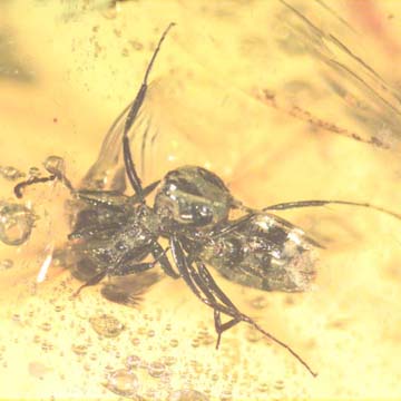 Rare Interaction Of Big Black Worker Ant In Dominican Amber