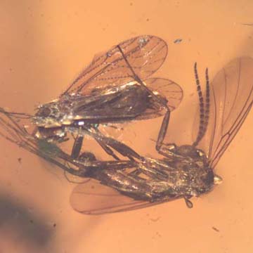 Rare Interaction Of Fungus Gnat And Barklouse In Dominican Amber
