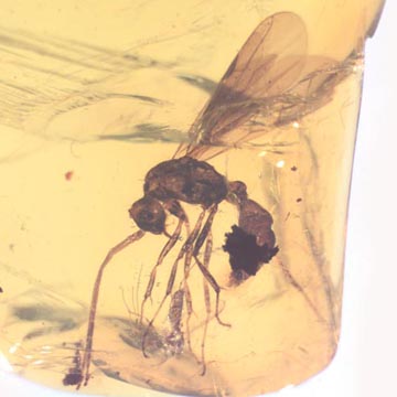 Rare Interaction Of Queen Ant And Biting Midge In Dominican Amber Rare Interaction Of Queen Ant And Biting Midge In Dominican Amber