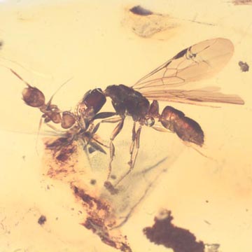 Rare Interaction Of Queen Ant And Worker Ant In Dominican Amber