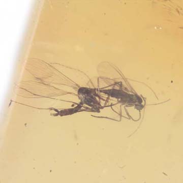 Rare Interaction Of Sand Fly And Dark Winged Fungus Gnat In Dominican Amber
