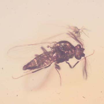 Rare Interaction Of True Midge And Gall Gnat In Dominican Amber Rare Interaction Of True Midge And Gall Gnat In Dominican Amber