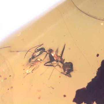 Rare Interaction Of Worker Ant And Elongate Springtail In Dominican Amber