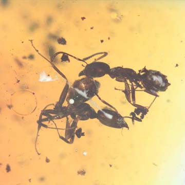 Rare Interaction Of Worker Ants In Dominican Amber Rare Interaction Of Worker Ants In Dominican Amber