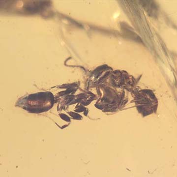 Rare Interaction Of Worker Ants In Dominican Amber