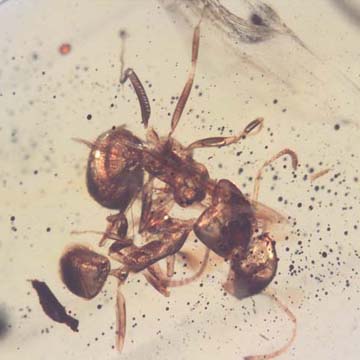 Rare Interaction Of Worker Ant In Dominican Amber Rare Interaction Of Worker Ant In Dominican Amber