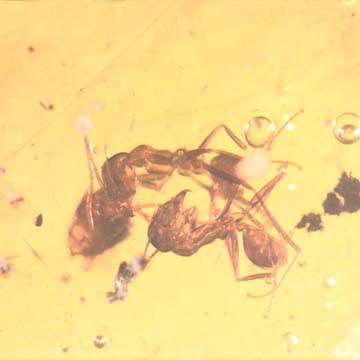 Rare Interaction Of Worker Ant In Dominican Amber