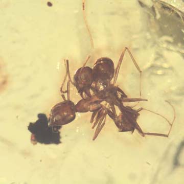 Rare Interaction Of Worker Ants In Dominican Amber Rare Interaction Of Worker Ants In Dominican Amber