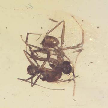 Rare Interaction Of Worker Ants In Dominican Amber Rare Interaction Of Worker Ants In Dominican Amber