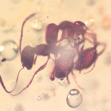 Rare Interaction Of Worker Ant In Dominican Amber Rare Interaction Of Worker Ant In Dominican Amber