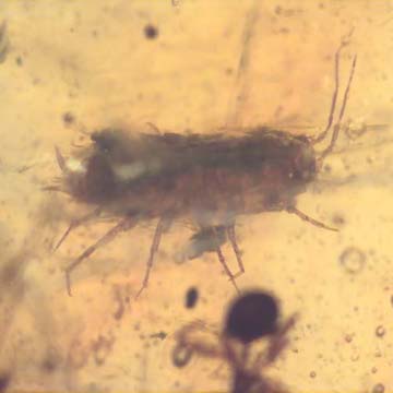 Rare Isopod And Seed Pod In Dominican Amber