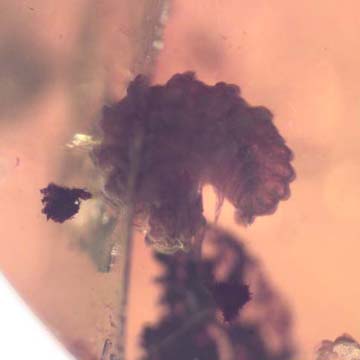 Rare Isopod And Larva In Dominican Amber Rare Isopod And Larva In Dominican Amber