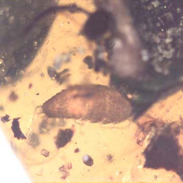 Rare Isopod And Breached Winged Seed In Dominican Amber Rare Isopod And Breached Winged Seed In Dominican Amber