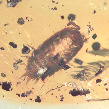 Rare Isopod And Mite In Dominican Amber