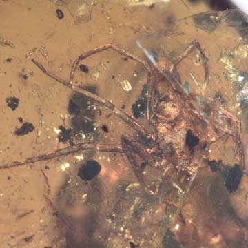 Rare Isopod And Spider In Dominican Amber Rare Isopod And Spider In Dominican Amber