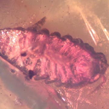 Rare Isopod In Dominican Amber