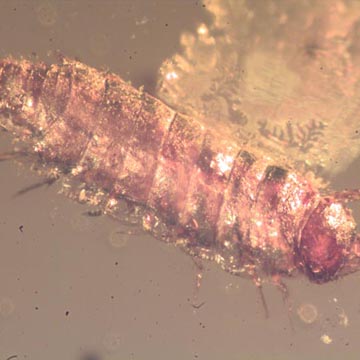 Rare Isopod In Dominican Amber