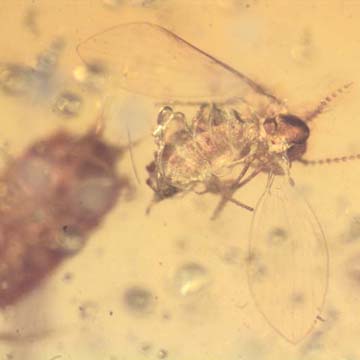 Rare Isopod In Dominican Amber Rare Isopod In Dominican Amber