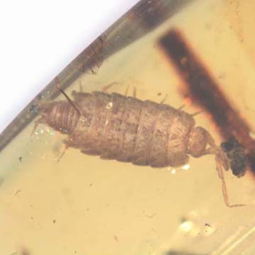 Rare Isopod In Dominican Amber Rare Isopod In Dominican Amber