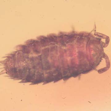 Rare Isopod In Dominican Amber