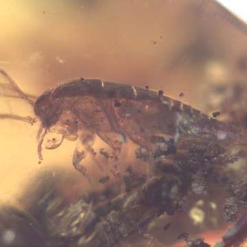 Rare Isopod In Dominican Amber