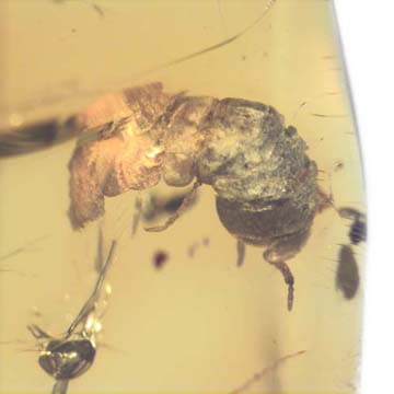Rare Isopod In Dominican Amber Rare Isopod In Dominican Amber